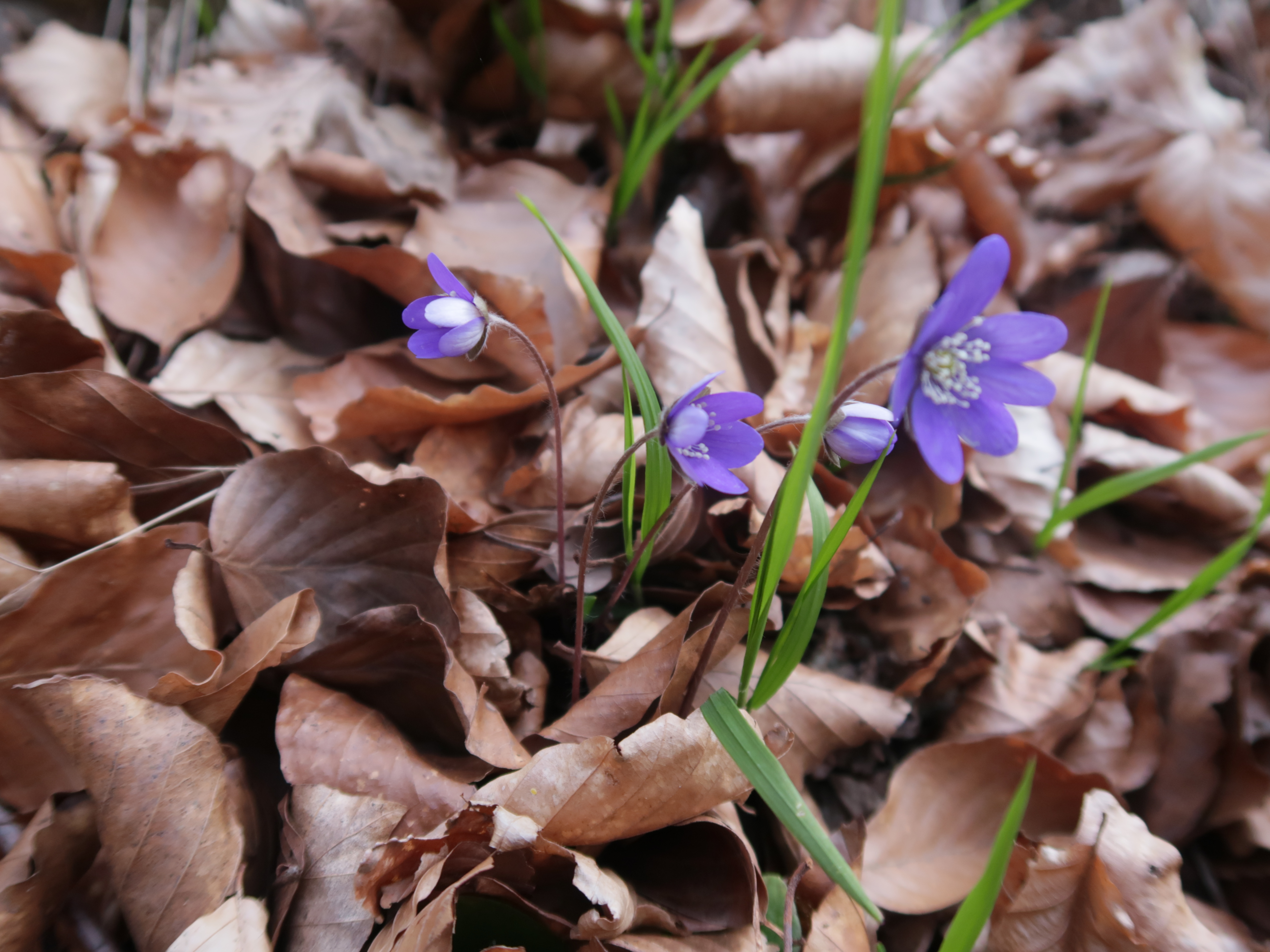 Anemonetur i Skoven ved Thygeslund.