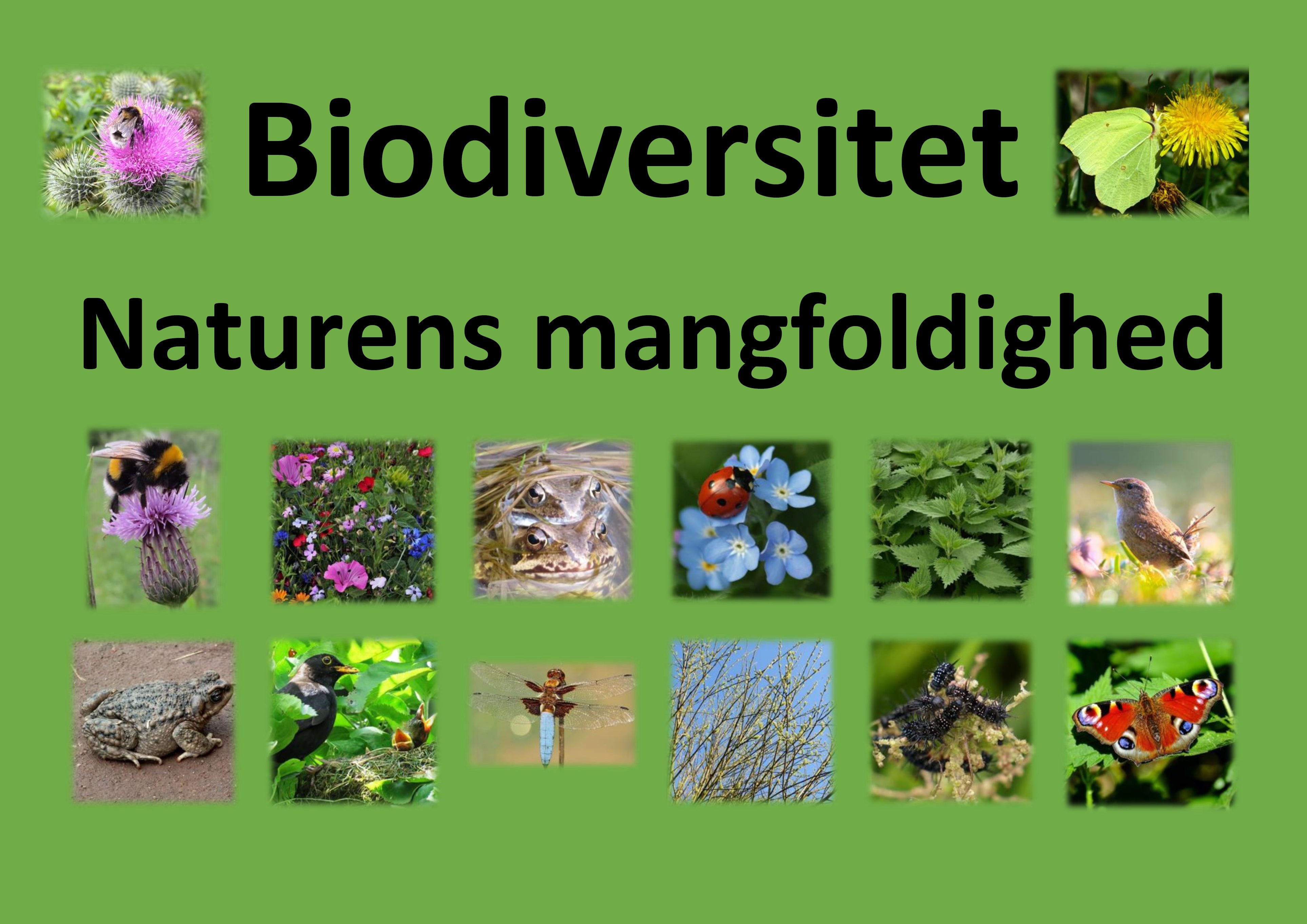 DN Mariagerfjord har fokus på Biodiversitet