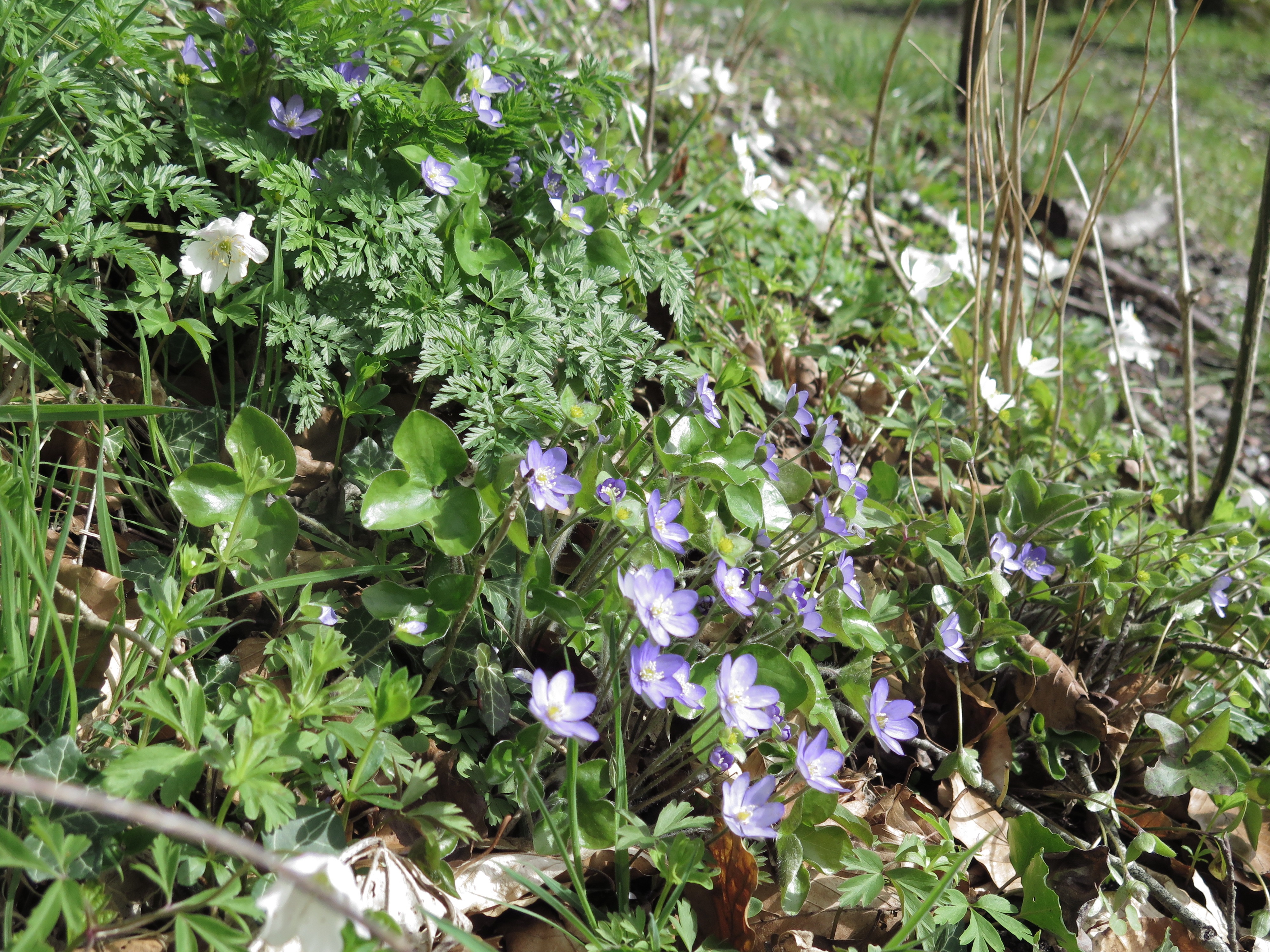 Anemoner i Thygeslund Skov.