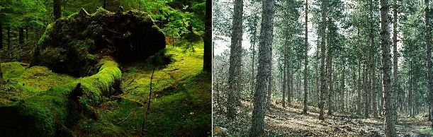 Planer for Vores Natur i Mariagerfjord.
